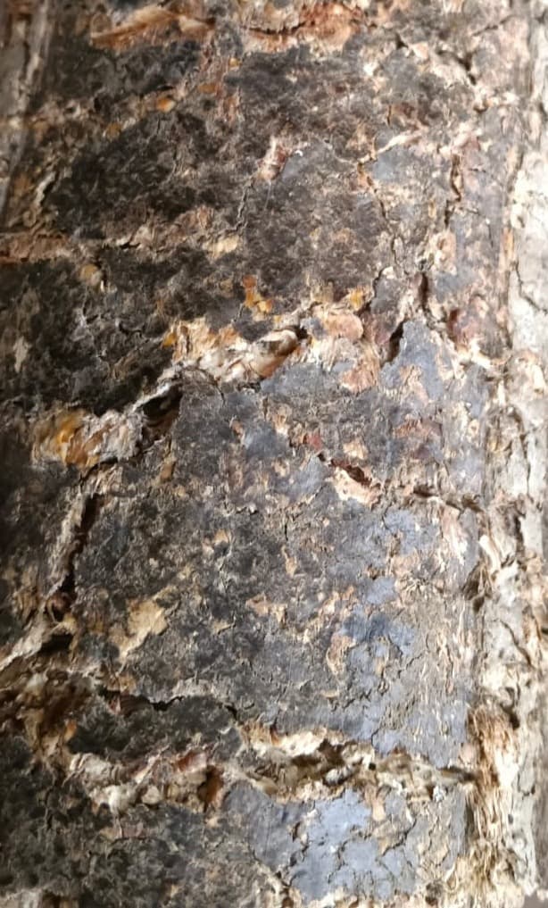 Briquette Texture